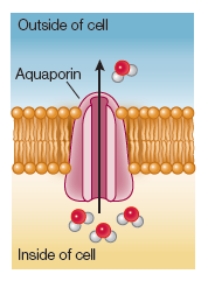 Refer to the figure below.   The figure shows a type of facilitated diffusion that involves a membrane protein called a(n) _______ protein.This example is similar to all other examples of facilitated diffusion in that it does not require the input of energy to move substances across a biological membrane.