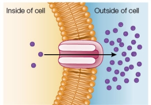 Refer to the figure below.   This cell uses _______ to move this substance against its concentration gradient.