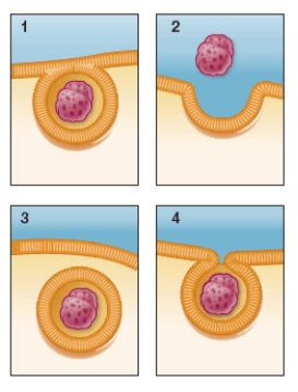 Refer to the figures below.   The correct sequence of figures for showing the process of endocytosis is _______.