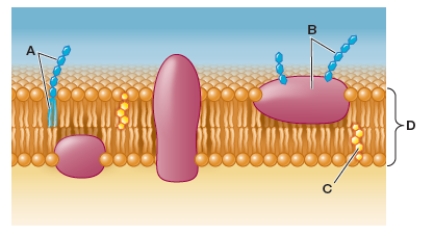 Refer to the figure below.   How should the indicated parts of the diagram be labeled? A)  A = glycoprotein, B = peripheral protein, C = cholesterol, D = phospholipid bilayer B)  A = glycolipid, B = integral protein, C = oligosaccharide, D = phospholipid bilayer C)  A = cholesterol, B = oligosaccharide, C = glycolipid, D = transmembrane protein D)  A = glycolipid, B = glycoprotein, C = cholesterol, D = phospholipid bilayer E)  A = glycoprotein, B = peripheral protein, C = glycolipid, D = fatty acid tails