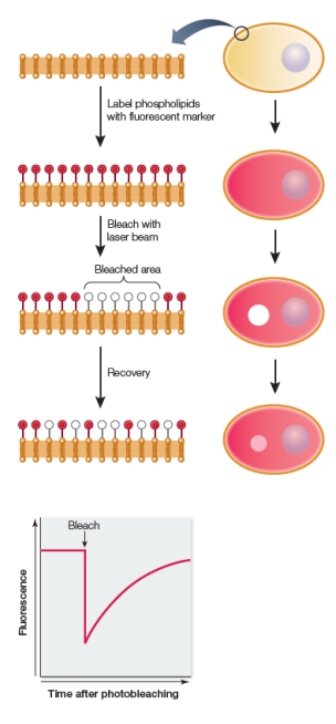 Refer to the figures below.   The figures show the experimental procedure and results of an investigation.The phospholipids of the cell membrane of a single cell were chemically reacted with a small fluorescent molecule so that there was uniform labeling of the fluorescent molecule across the membrane.The labeled cell was placed under a fluorescent microscope and observed as light from a laser was directed at a small region of the cell for a microsecond.The light bleached (damaged)  the fluorescent molecules in that region so that the molecules were no longer able to fluoresce.In the time period following the bleaching event, recovery of fluorescence in the bleached region was observed and graphed.These results support which statement about cell membranes? A)  The cell membrane is composed of a lipid bilayer embedded with proteins. B)  Some molecules are transported via simple diffusion through the phospholipid bilayer. C)  Some membranes have more proteins than others, and some are lipid-rich. D)  Membrane phospholipids interact noncovalently and are in constant flux. E)  Phospholipids are oriented in membranes with hydrophobic tails in and hydrophilic heads out.