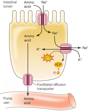 Refer to the figure below showing active transport of amino acids from the intestine into cells lining the small intestine, followed by passive transport into the blood.   Based on this figure, what terms would be used to describe the mechanism of uptake of amino acids into intestinal cells? A)  Primary active transport; uniporter B)  Primary active transport; symporter C)  Primary active transport; antiporter D)  Secondary active transport; uniporter and antiporter E)  Secondary active transport; symporter and antiporter