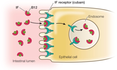 Refer to the figure and table below.     Vitamin B<sub>12</sub> is an essential vitamin that humans must acquire from their diets.Within the small intestine, vitamin B<sub>12</sub> is taken up by receptor-mediated endocytosis as shown in the figure.The protein labeled IF binds to vitamin B<sub>12</sub> molecules in the intestinal lumen, forming a complex.This complex is recognized by the IF receptor present on intestinal cells and stimulates endocytosis when it binds.Vitamin B<sub>12</sub> by itself does not bind to the receptor.Individuals known to carry a mutation in either the IF protein or the IF receptor are represented in the table, along with observations about whether symptoms of vitamin B<sub>12</sub> deficiency are present.If a drug molecule could be produced that would bind to vitamin B<sub>12</sub> and stimulate uptake by intestinal cells, which individual(s)  would be expected to benefit, based on the information given? A)  Individual 1 only B)  Individual 2 only C)  Individual 3 only D)  Individuals 1 and 2 only E)  Individuals 2 and 3 only