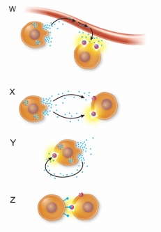 Refer to the figures below.   Each of the four figures represents a different type of cell signal.Which of the following correctly matches each figure with its cell signal type? A)  W = juxtacrine, X = paracrine, Y = hormone, Z = autocrine B)  W = hormone, X = paracrine, Y = autocrine, Z = juxtacrine C)  W = autocrine, X = hormone, Y = juxtacrine, Z = paracrine D)  W = paracrine, X = autocrine, Y = juxtacrine, Z = hormone E)  W = hormone, X = juxtacrine, Y = autocrine, Z = paracrine