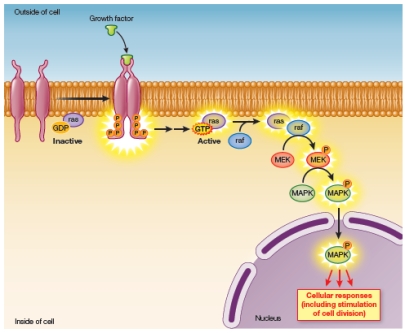 Refer to the figure below.   The figure shows a signal transduction pathway in a cell.Which of the following plays a role in signal transduction in this case? A)  An internal receptor B)  A protein kinase cascade C)  A lipid-derived second messenger D)  A cyclic nucleotide second messenger E)  A calcium channel