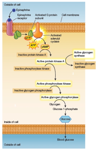 Refer to the figure below.   The figure shows a signal transduction pathway in a cell.How does adenylyl cyclase become activated so that it can relay the signal during a signal transduction event in this particular pathway? A)  It becomes phosphorylated. B)  It becomes dephosphorylated. C)  It binds ATP. D)  It changes conformation. E)  It is hydrolyzed.