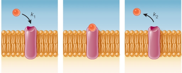 <strong>Refer to the figure below. Which equation describes the rate of binding of a ligand to its receptor? In all equations shown, R represents a receptor with no ligand bound, L represents a free ligand in solution, and RL represents a receptor bound to a ligand.</strong> A) B) C) D) E)