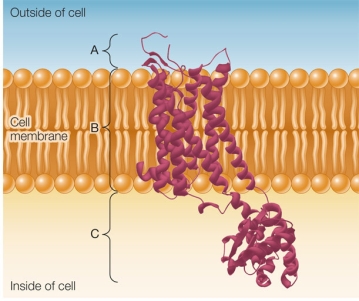 <strong>Refer to the figure below. The figure shows a protein receptor that functions in a signal transduction pathway.This receptor binds a ligand and then later binds an antagonist molecule.How do sections of the receptor shown in the figure change in response to the binding of each molecule?</strong> A) Section B, but not section C, undergoes a conformational change in response to the ligand and to the antagonist molecule. B) Section C, but not section B, undergoes conformational change in response to the ligand and to the antagonist molecule. C) Both sections C and B undergo conformational change in response to the ligand and to the antagonist molecule. D) Both sections C and B undergo conformational change in response to the ligand but not to the antagonist molecule. E) Both sections C and B undergo conformational change in response to the antagonist molecule but not to the ligand.