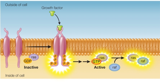 Refer to the figure below.   A portion of a signal transduction pathway is shown in the figure.The molecule raf is a protein kinase.This molecule becomes activated when a GTP-ras complex binds to it.Which equation describes how activated raf transmits the signal in this pathway? A)    ATP cAMP + PPi   B)    cAMP AMP   C)    Inactive enzyme + ATP active phosphorylated enzyme + ADP   D)    Inactive phosphorylated enzyme + ADP inactive enzyme + ATP   E)    Inactive enzyme + ADP active phosphorylated enzyme + ATP  