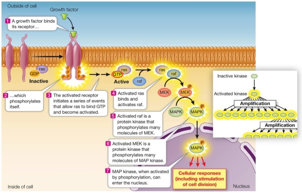 Refer to the figure below.   Consider that each time a growth factor binds to its receptor as shown in the figure, two ras G proteins are activated and each ras G protein activates one raf protein.If each raf then activates ten MEK molecules and each activated MEK activates ten molecules of MAP kinase, the original signal will be amplified by a factor of A)  20. B)  22. C)  100. D)  200. E)  1,000.