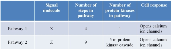Refer to the table below, summarizing key features of two signal transduction pathways that result in the same cellular response.   Based on this information, which comparison is most reasonable? A)  Pathway 1 requires more time to complete than pathway 2. B)  Pathway 1 requires more energy input than pathway 2. C)  Pathway 2 is less vulnerable than pathway 1 to becoming dysfunctional as the result of mutation events. D)  A single molecule of Z is able to open more calcium ion channels than a single molecule of X. E)  A single protein kinase in pathway 2 is able to activate more of its substrate than the single protein kinase in pathway 1.