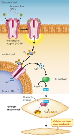 Refer to the figure below.   Which action could the cell use to turn off the signal transduction pathway shown, as part of a regulatory mechanism? A)  Increase the concentration of an NO synthase activator. B)  Turn off expression of the guanylyl cyclase gene. C)  Decrease the concentration of a calcium ion channel protein inhibitor. D)  Activate expression of the phospholipase C gene. E)  Increase arginine synthesis.