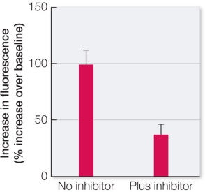 Refer to the graph below.   The graph shows results from an investigation using living cartilage cells extracted from slaughtered cows.The cells were treated so that they took up a fluorescent dye in their cytosols without losing viability.(This dye undergoes a change in fluorescence intensity upon binding calcium ions.)  The treated cells were then exposed to forces that mimic the forces on cartilage during weight-bearing exercise.This experiment was then repeated with cells that were pretreated with a calcium ion channel inhibitor before exposure to forces of weight-bearing exercise.This inhibitor is specific for intracellular calcium ion channels.Which statement is consistent with the results shown in the graph? A)  Calcium ions move out of the cytosol into other cell compartments in response to a mechanical stimulus. B)  Calcium ions are inhibited from moving out of the cytosol into other cell compartments as the result of a mechanical stimulus. C)  A mechanical stimulus induces cellular changes in cartilage that include the opening of intracellular calcium ion channels. D)  Extracellular calcium ion channels open as part of the response of cartilage cells to a mechanical stimulus. E)  Cartilage cells use an inhibitor molecule to prevent intracellular calcium ion release during weight-bearing exercise.