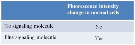 <strong>Refer to the figure and table below. A researcher treated mouse kidney cells growing in culture so that they took up a fluorescent dye into their cytosols without losing viability.(This dye undergoes a change in fluorescence intensity upon binding calcium ions.) The treated cells were then incubated with and without a compound thought to act as a signaling molecule, and the cells were observed for changes in fluorescence.The researcher hypothesizes that the signaling molecule functions according to the pathway shown in the diagram above.As a next step, the researcher wants to acquire evidence that IP<sub>3</sub> is involved in this pathway.Which procedure will provide needed evidence about IP<sub>3</sub> as the entire experiment is repeated?</strong> A) Using mouse kidney cells containing a mutation that knocks out GTP binding by G protein B) Using mouse kidney cells containing a mutation that knocks out phospholipase C C) Adding a calcium channel inhibitor during all trials D) Replacing the signaling molecule with an agonist molecule E) Replacing the signaling molecule with IP<sub>3</sub>