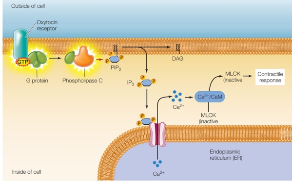 <strong>The figure below shows the oxytocin signal transduction pathway in uterine smooth muscle cells.The abbreviation CaM refers to calmodulin, and MLCK refers to myosin light chain kinase, an enzyme that phosphorylates the light chains of myosin, stimulating smooth muscle contractions. Which two components of this pathway share a similar mechanism in transmitting a biological signal by causing a conformation change in a target protein?</strong> A) Phospholipase C and calcium ions B) IP<sub>3</sub> and MLCK C) Oxytocin receptor and phospholipase C D) Calcium ions and IP<sub>3</sub> E) G protein and IP<sub>3</sub>