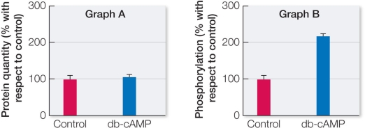 Refer to the graphs below.   Human cells taken from the large intestine were cultured in dishes and divided into control and experimental groups.Control cells were incubated for 1 hour in a buffered solution, while experimental cells were incubated for 1 hour in a buffered solution that also contained 10 <font face= symbol ></font>M dibutyryl cyclic AMP (db-cAMP) .Dibutyryl cyclic AMP has biological activity similar to that of cyclic AMP (cAMP)  but readily diffuses through the cell membrane.Following the incubations, researchers isolated a protein known to act as a transcription factor from the cells.They measured both the protein quantity (graph A)  and the amount of phosphorylation of the protein (graph B) .Which statement is consistent with these results? A)  cAMP does not function as a second messenger in the signal transduction pathway that stimulates this transcription factor. B)  cAMP's role in this signal transduction pathway is to stimulate expression of the transcription factor's gene. C)  cAMP's role in this signal transduction pathway is to stimulate phosphorylation of the transcription factor. D)  Phosphorylation of the transcription factor occurs upstream of cAMP synthesis in this signal transduction pathway. E)  The transcription factor is activated by cAMP through an increase in its gene expression and through a chemical step in which the factor becomes phosphorylated.