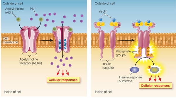 <strong>Refer to the two figures below. The receptor portions of two signal transduction pathways are shown.The two mechanisms underlying these pathways are similar in that they both involve</strong> A) gated ion channels. B) activating a kinase as part of the signaling process. C) a protein binding to the same signal molecule. D) a protein conformational change in response to a signal molecule. E) an ion serving as a second messenger.
