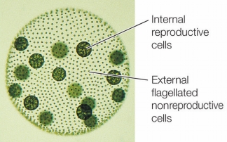 Refer to the figure below.   Which property of Volvox internal reproductive cells and external nonreproductive cells can be used as evidence to support current theory about how multicellularity evolved? A)  The internal and external cells share the same genes. B)  The internal and external cells are both photosynthetic. C)  There are more nonreproductive cells than reproductive cells in a colony. D)  Internal cells are stimulated to divide by chemical signaling from external cells. E)  External cells are stimulated to beat their flagella by environmental cues.