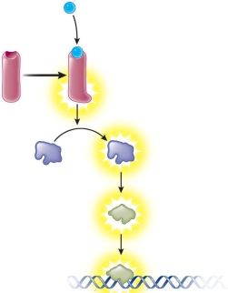 Refer to the figure below.   The figure illustrates how an external chemical signal can alter _______ in a cell.