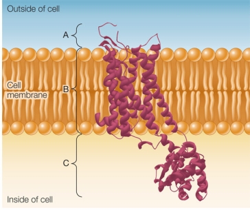 Refer to the figure below.   The figure shows a receptor protein that functions in a signal transduction pathway.The portion of this receptor protein that transmits a signal to another molecule in response to ligand binding is labeled _______.