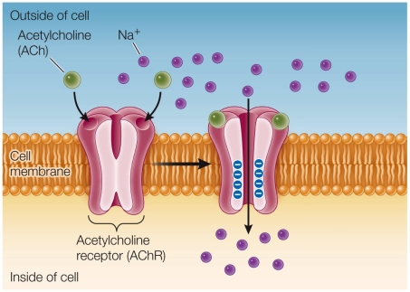Refer to the figure below.   The figure illustrates how a(n) _______ responds to an external chemical signal.