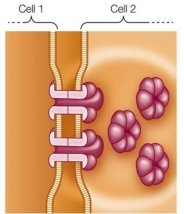 Refer to the figure below, which represents structures connecting adjacent cells in multicellular organisms.   The structures shown are found in (plants/animals) _______.