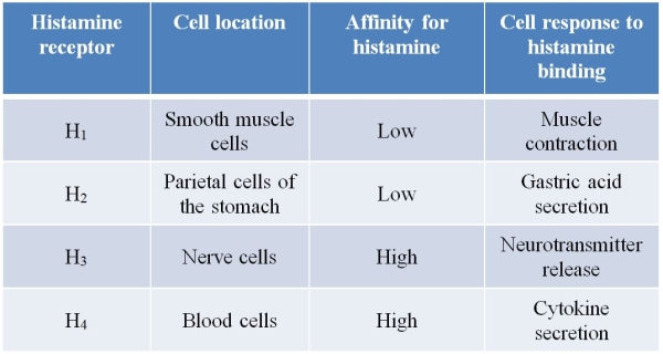 Refer to the figure and table below.     All four histamine receptors are G protein-coupled receptors that share many similarities in structure.However, each has a unique sequence and structure, and each has its own gene.With this information and the information in the table, predict an aspect that is likely shared by the four receptors and an aspect that differs.Explain your reasoning.