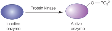 Refer to the figure below.   Write an equation to express the chemical reaction shown, and explain how this reaction is involved in signal transduction.