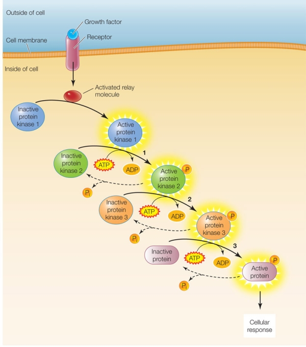 Refer to the figure below.   How is it a benefit to the cell to have so many protein kinase molecules participating in the signal transduction pathway shown?