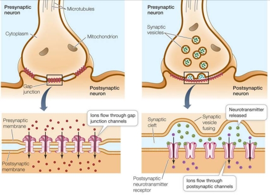 Refer to the figure below.   It has been hypothesized that during development of the mammalian brain, neurons are first coupled through gap junctions to one another during the first few days after birth.These gap junctions provide a conduit for propagation of electrical activity as a flow of ions between neurons, as depicted in the figure on the left.However, it is thought that these gap junctions are replaced after this initial period with a chemical signaling system, as depicted in the figure on the right.This system involves one neuron secreting neurotransmitter compounds that carry the signal across the extracellular space to an adjacent neuron, where the electrical signal is continued.Design an experiment to test the hypothesis that gap junctions are replaced during the early days after birth.You may use rats and the compound halothane in your design.Halothane is a compound known to specifically bind to and block gap junctions.
