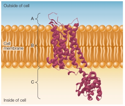  Refer to the figure below showing a transmembrane protein that functions in a signal transduction pathway.   In which order are the parts of the protein affected during a single event of signal transduction? A)  A  \rightarrow B  \rightarrow C  B)  A  \rightarrow C  \rightarrow B C)  C \rightarrow B  \rightarrow A D)  B  \rightarrow C (A not involved)  E)  A  \rightarrow C (B not involved)  
