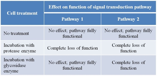 Refer to the table below.   The table summarizes results of experiments using whole cells.Cells were either incubated without an enzyme (control)  or incubated with an enzyme.Proteases degrade proteins, and glycosidases degrade oligosaccharides.Which hypothesis is supported by these results? A)  Receptors for signal transduction pathways 1 and 2 bind the same ligands. B)  Receptors for signal transduction pathways 1 and 2 bind ligands that recognize glycoproteins. C)  Receptors for signal transduction pathways 1 and 2 bind ligands that recognize nonglycosylated proteins. D)  Pathway 1 involves a ligand that recognizes a nonglycosylated protein receptor, and pathway 2 involves a ligand that recognizes a glycoprotein receptor. E)  Pathway 1 involves a ligand that recognizes a glycoprotein receptor, and pathway 2 involves a ligand that recognizes a nonglycosylated protein receptor.