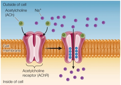 Refer to the figure below.   Based on the figure, which statement about the acetylcholine receptor is true? A)  Sodium ions can diffuse into the cell directly through the cell membrane. B)  Acetylcholine binds and causes the Na<sup>+</sup> ion channel to change shape and open. C)  The receptor is a gated acetylcholine channel. D)  The acetylcholine receptor is an intracellular receptor. E)  Acetylcholine enters the cell through the channel in the receptor.