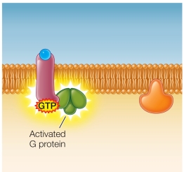 Refer to the figure below.   Part of the signal transduction mechanism common to G protein-coupled receptors is shown.Which step occurs next? A)  Extracellular signal binds to the a receptor. B)  Signal binding to a receptor causes a change in the shape in the receptor. C)  GTP bound to the G protein is exchanged for GDP. D)  The activated G protein subunit binds to an effector protein. E)  Activated cellular enzymes catalyze the formation of products, effectively amplifying the signal inside the cell.