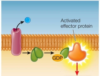 Refer to the figure below.   Given the steps shown, what happens next? A)  A signal molecule binds to the G protein-coupled membrane receptor. B)  Inactive G protein binds GTP. C)  The G protein goes from an inactive to an active state. D)  The effector protein causes a change in cell function. E)  G protein binds to the G protein-coupled membrane receptor.