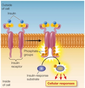 Refer to the figure showing an insulin receptor.   The insulin receptor in the figure shown is considered to be which receptor type? A)  Ion channel B)  Protein kinase receptor C)  G protein-coupled receptor D)  Cytoplasmic receptor E)  Nonpolar signal receptor