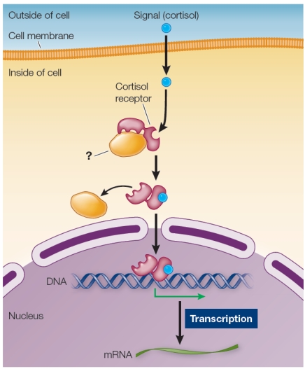 Refer to the figure showing the signal transduction pathway that is initiated by the binding of cortisol to its receptor.   Based on the figure, cortisol acts as a signal and binds to its receptor, which is bound to a _______ protein. A)  cortisol B)  receptor C)  chaperone D)  G E)  ligand