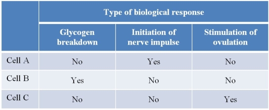 Refer to the table below.   The table lists three different biological responses that result from cAMP-mediated signal transduction pathways.The  yes  and  no  references indicate which cells are capable of displaying the three biological responses.This information provides evidence in support of which statement about signal transduction pathways? A)  At each step in a signal transduction pathway, the signal is amplified. B)  A signal often initiates a cascade of events in which proteins interact with other proteins that interact with still other proteins until the final response is achieved. C)  The same second-messenger molecule can be used in many different signal transduction pathways. D)  Signal transduction pathways must be regulated so they can be turned on or off, depending on the cell's needs. E)  Most signaling molecules and second messengers are solutes that remain dissolved in either the aqueous or the hydrophobic components of cells.
