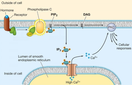 Refer to the figure below, which illustrates a signal transduction pathway involving a G protein-coupled receptor and the two second messengers IP<sub>3</sub> and DAG.   Lithium inhibits this pathway in two places.As a result, calcium ion levels within the cytoplasm stay low and there are lower levels of active phospholipase C.Based on this information and the figure shown, what are the two most likely places that lithium will block the pathway? A)  G protein activation and protein kinase C activation B)  Receptor activation and protein kinase C activation C)  Hormone binding and PIP<sub>2</sub> hydrolysis D)  G protein activation and IP<sub>3 </sub>formation E)  Phospholipase C activation and protein kinase C activation