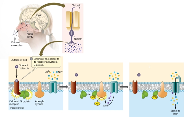 Refer to the figure below, which shows the signal transduction pathway initiated by the binding of an odorant molecule to an olfactory receptor of an olfactory neuron.   Information will be sent to the brain because of changes in ion concentrations within the neuron.What specific event is most directly responsible for the change in intracellular ion concentrations? A)  Activation of G protein-coupled odorant receptors B)  An odorant molecule binding its receptor C)  cAMP binding to its gated channel D)  Synthesis of cAMP E)  Hydrolysis of GTP