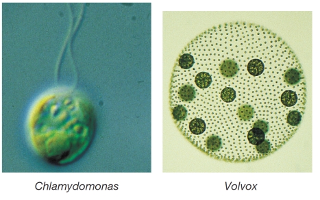 Refer to the figures below.   Chlamydomonas and Volvox are two algal genera in the phylum Chlorophyta.Which feature present in Volvox and absent in Chlamydomonas do scientists use as evidence to support their thinking about how multicellularity evolved? A)  The ability to carry out photosynthesis B)  The ability to propel themselves through their environment C)  The ability of a cell to have more than one cellular phase D)  The ability of a cell to work cooperatively with other cells E)  The ability of a cell to change its function