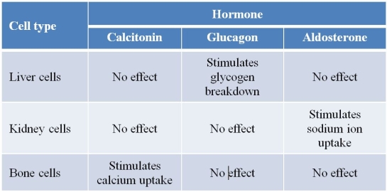 Refer to the table below, which summarizes effects of three hormones on different types of human cells.   This information supports the concept that only cells with the appropriate _______ can respond to a chemical signal.