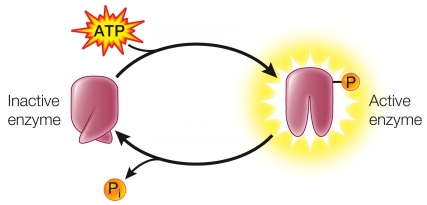 Refer to the figure below.   This figure is missing labels to show the types of enzymes catalyzing the forward and reverse reactions.The enzyme catalyzing the reaction producing the active form of the enzyme is a _______.