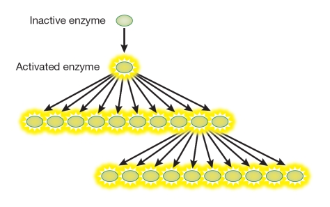 Refer to the figure below.   The figure illustrates how the signal in a signal transduction pathway can be _______.