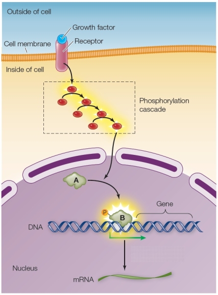 Refer to the figure below.   The figure shows a signal transduction pathway that is stimulated by the binding of a growth factor to a cell membrane receptor.The structure labeled A and then B in the figure is a _______ that stimulates gene expression during the cellular response.