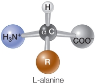 Refer to the figure below.   A biologist identifies a new signal transduction pathway in mouse cells that are stimulated by the compound L-alanine, represented above.Which statement makes a reasonable prediction about how D-alanine will interact with this pathway, and why? A)  D-alanine will bind to the receptor and stimulate the signal transduction pathway because it has the same chemical formula as L-alanine. B)  D-alanine will bind to the receptor and stimulate the signal transduction pathway because it has the same overall molecular shape as L-alanine. C)  D-alanine will bind to the receptor but will not stimulate the signal transduction pathway because it is similar, but not identical, to L-alanine. D)  D-alanine will not bind to the receptor because it does not have the correct orientation of functional groups to match up with the receptor site. E)  D-alanine will not bind to the receptor because it does not have the same functional groups as L-alanine.