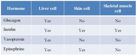Refer to the table below.   The table lists four hormones and the human cell types that respond to them (yes)  or do not respond to them (no) .What must be true about the cells listed in the table? A)  Only liver cells contain the genes that encode the receptor proteins for all four hormones. B)  Skeletal muscle cells use fewer signal transduction pathways than liver or skin cells. C)  All four cell types express receptors for all four hormones, but only liver cells actually respond to all of them through signal transduction pathways. D)  Liver and skeletal muscle cells have different functions in the body and therefore do not express any of the same hormone receptors. E)  The biological activities of liver and skin cells are not identical, but they share receptors to two of the same signaling molecules.