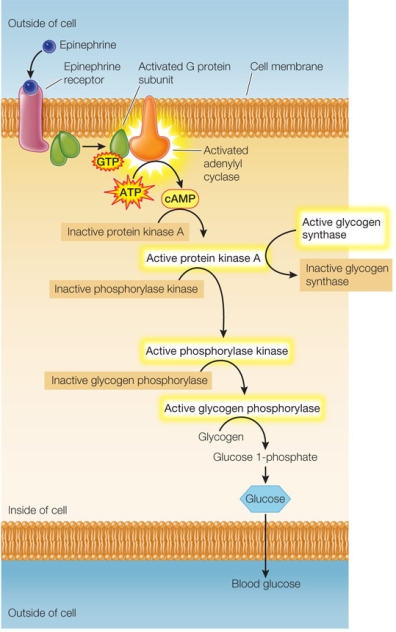 Refer to the figure below.   The figure shows a signal transduction pathway in a cell.How does the number of molecules change as the signal is carried in this pathway? A)  The number of molecules gradually increases up to the point of cAMP production, then remains constant. B)  The number of molecules gradually increases up to the point of cAMP production, then increases exponentially. C)  The number of molecules maintains a constant of one-to-one signaling up to the point of cAMP production, then declines gradually. D)  The transfer of signal from one step to the next is a linear process throughout the entire pathway with one molecule signaling the next. E)  The transfer of signal from one step to the next is a random process with no specific trend in quantity of molecules produced at any given step.