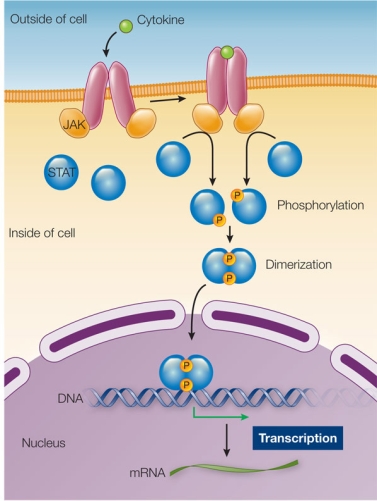 Refer to the figure below.   The figure shows a signal transduction pathway involving two proteins found in the cytoplasm-JAK and STAT.Based on this figure, what are the roles of JAK and STAT in this pathway? A)  JAK is a G protein and STAT is a transcription factor. B)  JAK is a transcription factor and STAT is a GTPase. C)  JAK is a protein kinase and STAT is a G protein. D)  JAK is a G protein and STAT is adenylyl cyclase. E)  JAK is a protein kinase and STAT is a transcription factor.