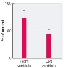 Refer to the graph below.   The graph shows data for the amount of connexin protein present in cells of the right ventricle and cells of the left ventricle isolated from patients who experienced heart failure due to arrhythmia.The quantities are expressed as percentage of the amount of connexin protein present in controls, determined using heart cells from individuals without heart failure.Which hypothesis is supported by these data? A)  Low numbers of gap junctions result in reduction of coordinated transmission of ions between adjacent heart cells. B)  Gap junctions lose their specificity of particle transmission as the result of heart disease. C)  Hundreds of gap junctions per heart cell, covering up to 25 percent of the cell surface area, are needed for healthy cardiac function. D)  Mutations in connexin proteins can lead to reduced ability of gap junctions to facilitate rapid transmission of ions and small molecules between cells. E)  The composition of a single gap junction includes six subunits of the protein connexin, which can be reduced to fewer than six in disease states.